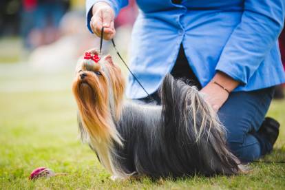 Un Yorkshire Terrier et son handler lors d'une exposition canine