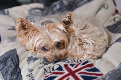 Un Yorkshire Terrier couché sur une couette portant le drapeau du Royaume-Uni