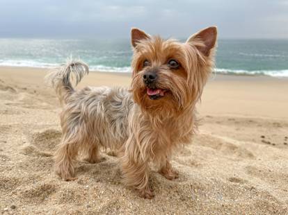 Un Yorkshire Terrier sur une plage