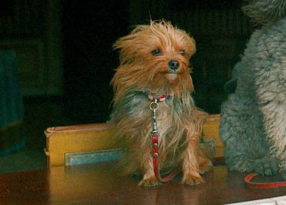 Illustration de Pasha, le Yorkshire Terrier du couple Nixon