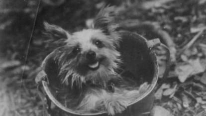 Le Yorkshire Terrier Smokey