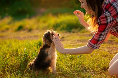 Un Yorkshire Terrier tendant la patte à sa maîtresse tandis que celle-ci tient une friandise