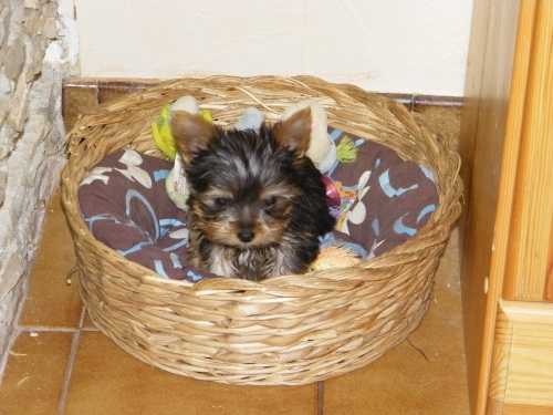 early - Yorkshire Terrier Mâle (3 mois)