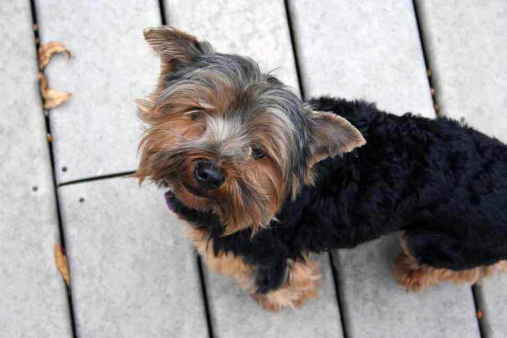 Le Yorkshire terrier - Yorkshire Terrier