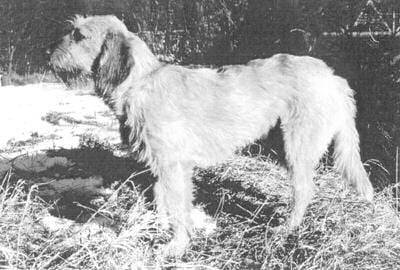 Brachet de Styrie à poil dur - Brachet de Styrie à Poil Dur