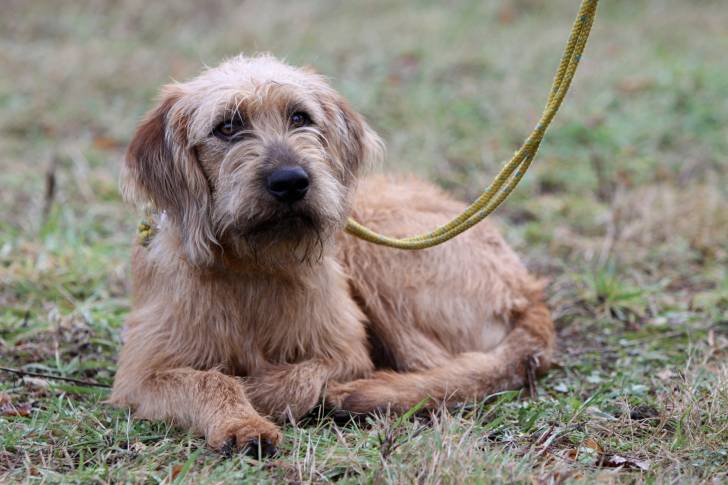 Photo Brachet de Styrie à Poil Dur