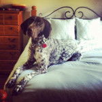 Belle - Braque Allemand à Poil Court (1 an)