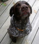 Scout - Braque Allemand à Poil Court Mâle (7 ans)