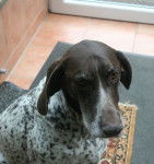 Wally - Braque Allemand à Poil Court (11 ans)