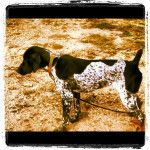 Shiloh - Braque Allemand à Poil Court (1 an)