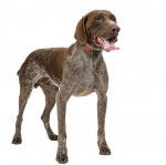 Photo Braque Allemand à Poil Court