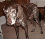 Rocko :D - Braque Allemand à Poil Court Mâle (9 ans)