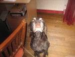 scouby - Braque Allemand à Poil Court Mâle (6 ans)