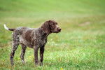 Photo Braque Allemand à Poil Court