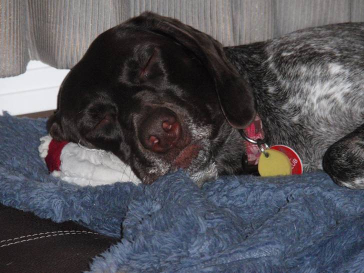 lady - Braque Allemand à Poil Court Femelle (4 ans)