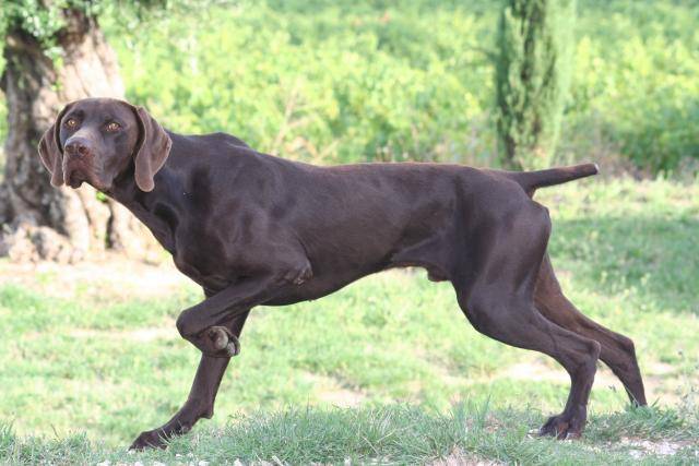 ERACLES BRAQUE ALLEMAND A POIL COURT - Braque Allemand à Poil Court Femelle