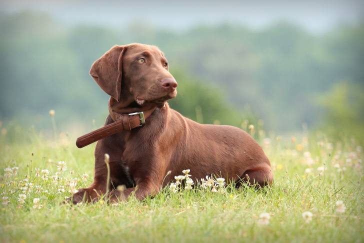 Un Braque Allemand à poil court de couleur marron allongé dans l'herbe