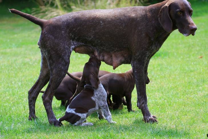 Photo Braque Allemand à Poil Court