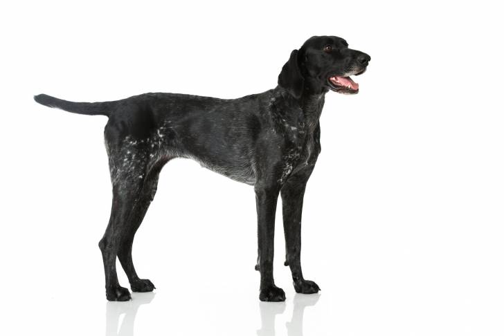 Photo Braque Allemand à Poil Court