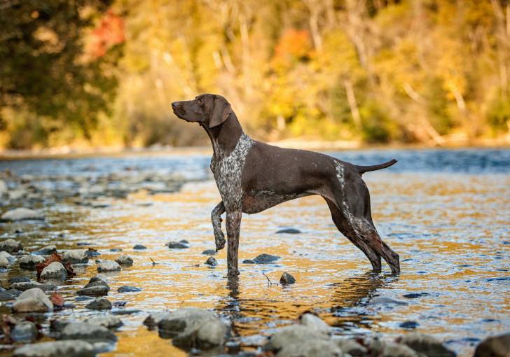 Un Braque Allemand dans une rivière pointe une proie