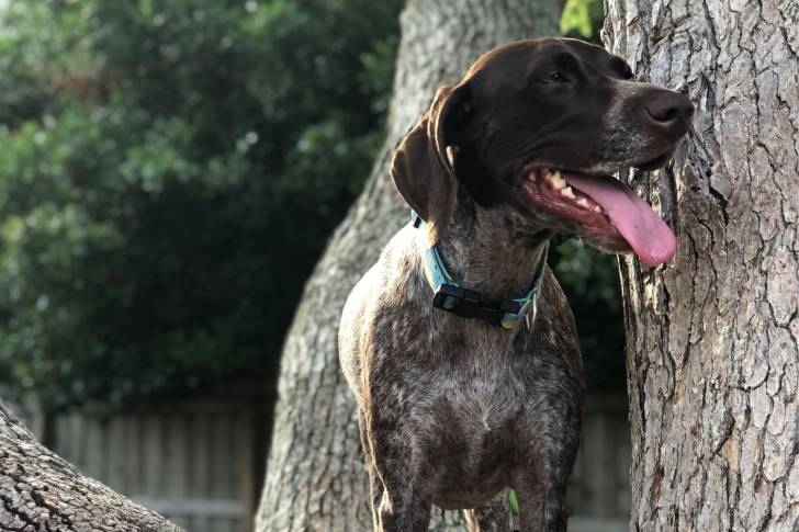 Photo Braque Allemand à Poil Court