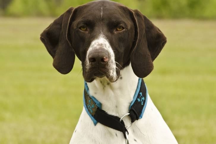 Photo Braque Allemand à Poil Court