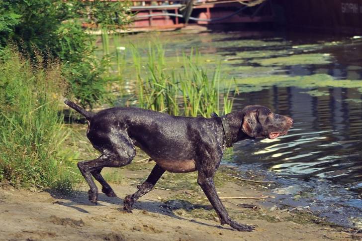 Photo Braque Allemand à Poil Court