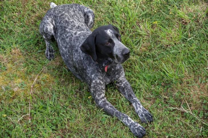 Photo Braque Allemand à Poil Court