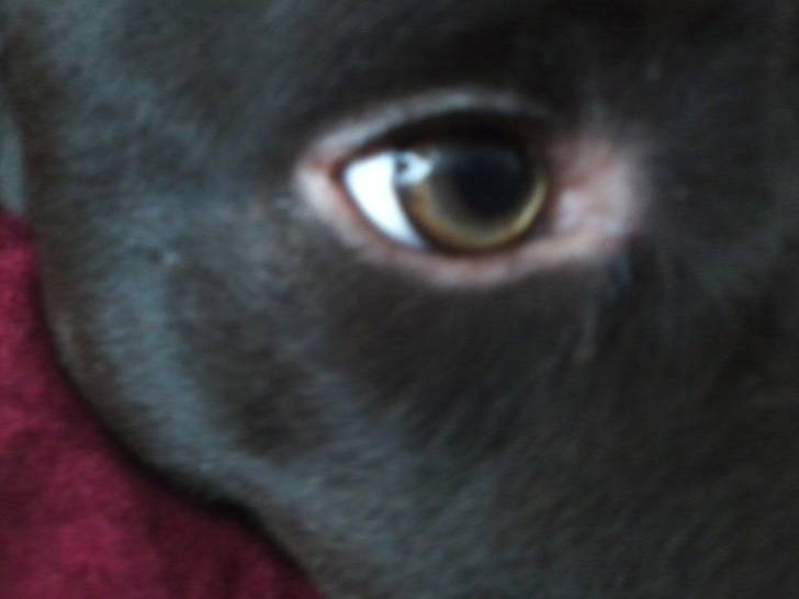 Alto's Eye. - Braque Allemand à Poil Court Mâle (2 ans)