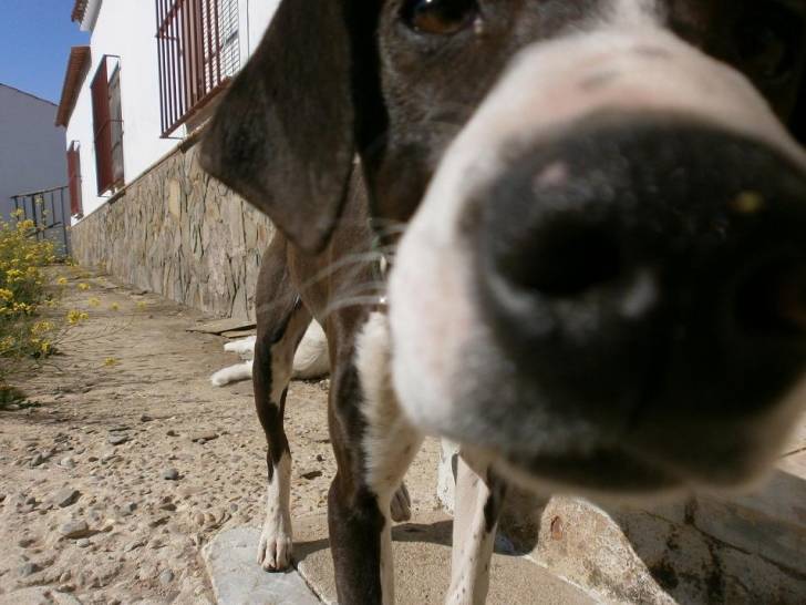 Dobby - Braque Allemand à Poil Court Mâle (7 mois)