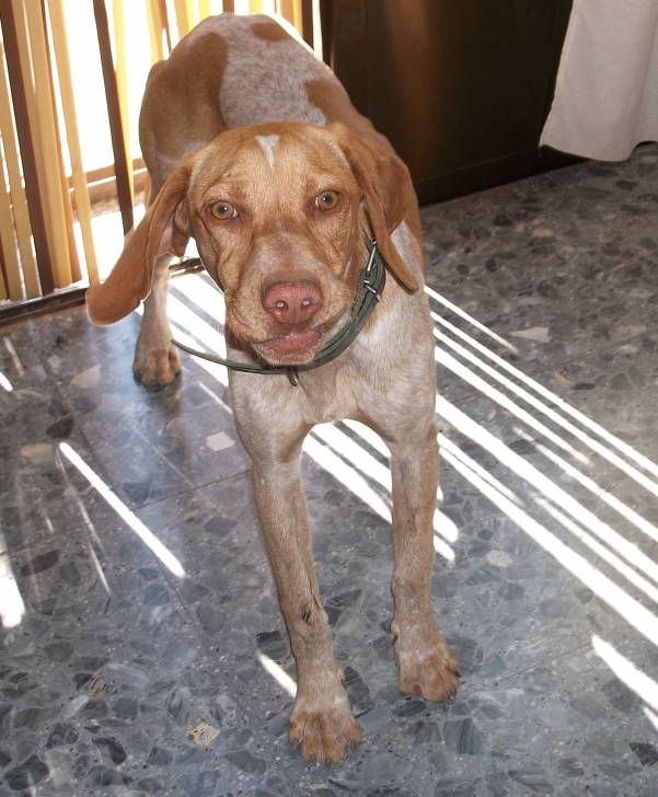 kenda - Braque Allemand à Poil Court Femelle (1 an)