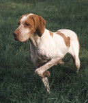 Photo Braque de l'Ariège