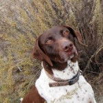 Hollybear - Braque de l'Ariège Mâle (3 ans)