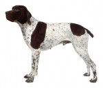 Photo Braque Français type Gascogne