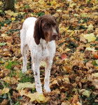Paprika des Anges rêvés d'Acq - Braque Français type Gascogne (4 mois)