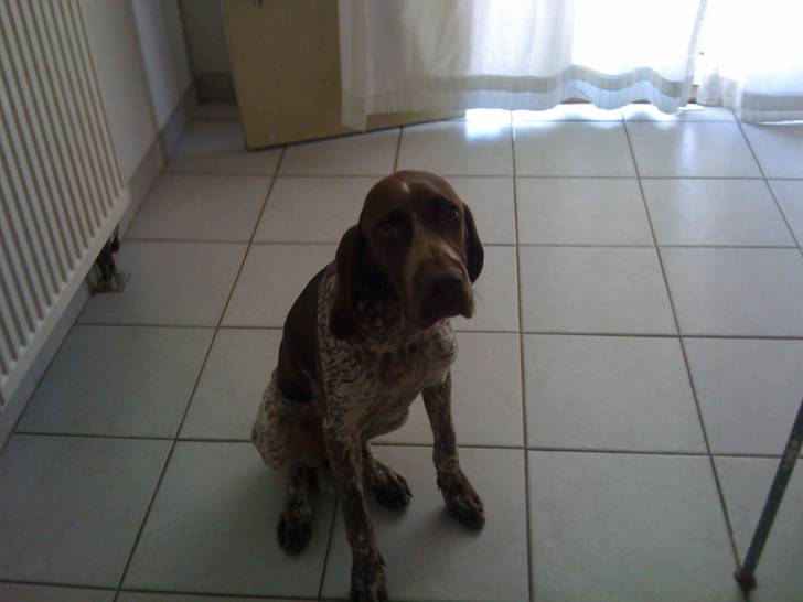 Effy - Braque Français type Gascogne Femelle (2 ans)