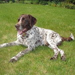 Jara - Braque Français type Pyrénées (8 ans)