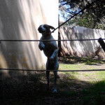 Asti - Braque Français type Pyrénées Mâle (8 ans)