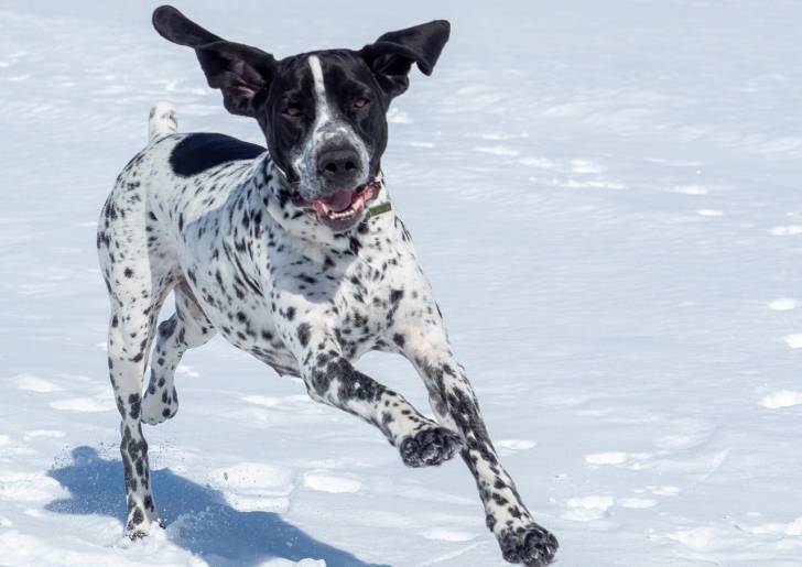 Photo Braque Français type Pyrénées