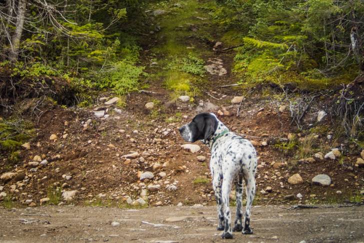 Photo Braque Français type Pyrénées
