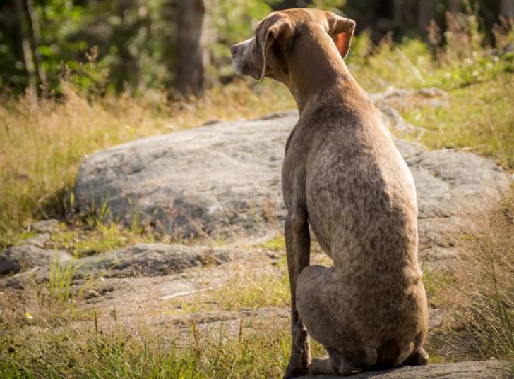 Photo Braque Français type Pyrénées
