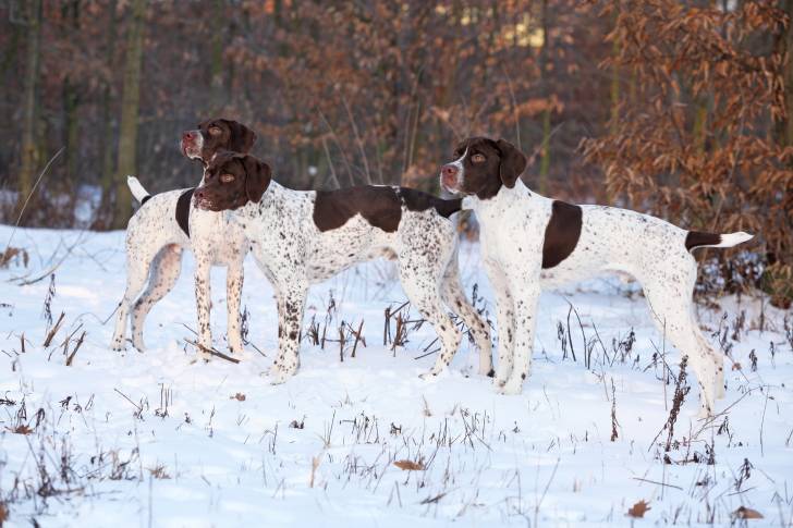 Photo Braque Français type Pyrénées
