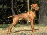 Viki - Vizsla à Poil Court (2 ans)