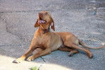 Photo Vizsla à Poil Court