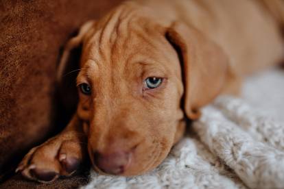 Le Vizsla est prédisposé à l'adénite sébacée