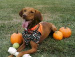 Abby at Halloween - Vizsla à Poil Court Femelle (4 ans)