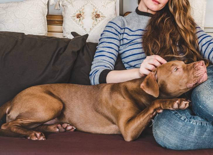 Photo Vizsla à Poil Court