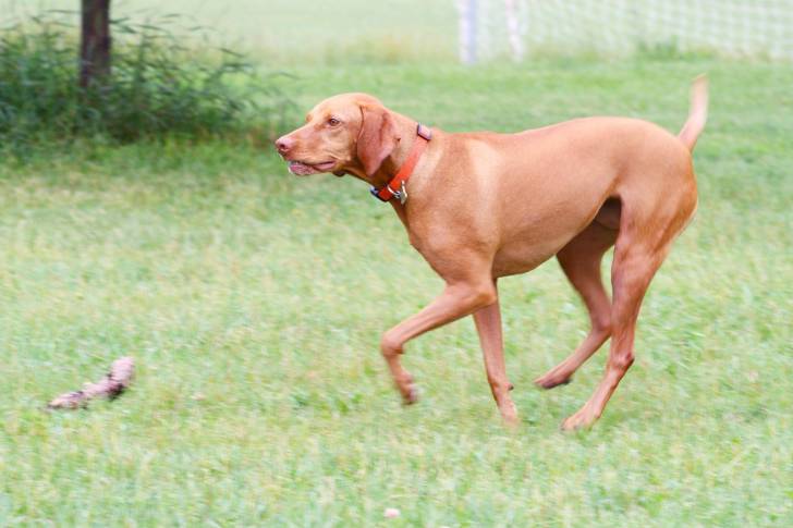 Photo Vizsla à Poil Court
