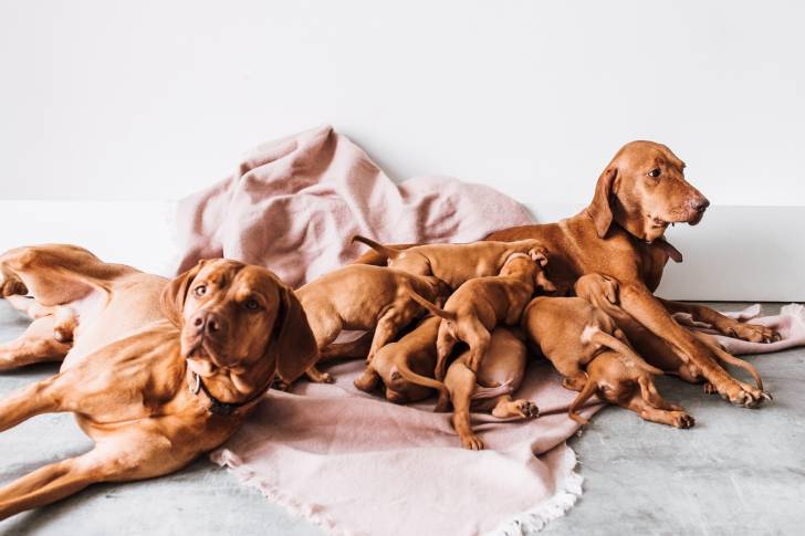 Photo Vizsla à Poil Court