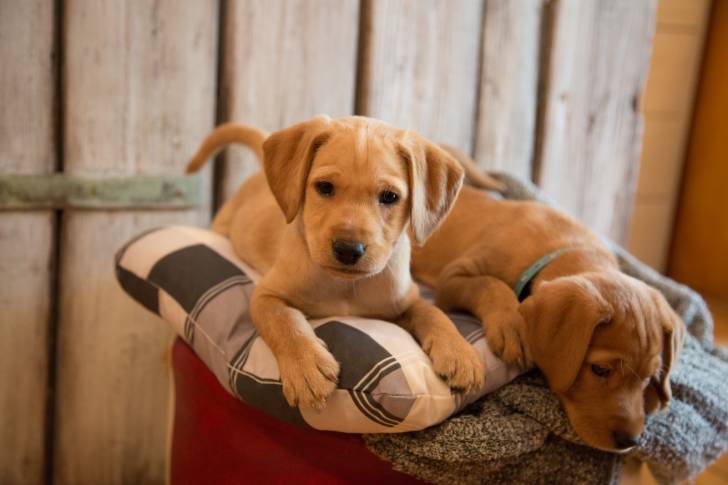 Photo Vizsla à Poil Court